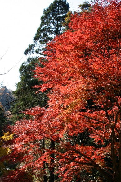 2013.12.5 建長寺・紅葉