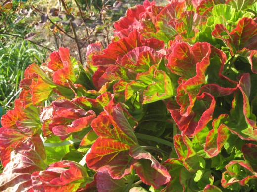 冬の植物・赤い葉