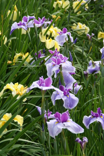 IMG_8916 花しょうぶ黄と薄紫　縦