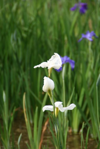 IMG_9051 花しょうぶ白つぼみ